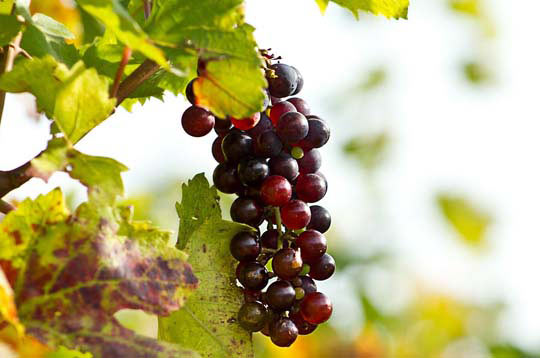 卡密交易平台的骚扰手机号呼叫软件